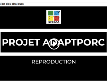 ADAPT'PORC : Episode 1 Reproduction