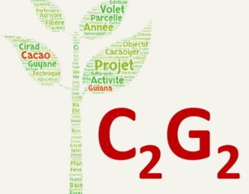 C2G2 - Vers la Capacitation et l'émergence de la filière Cacao Guiana de Guyane