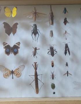 Les différents stades de développement de la noctuelle piqueuse 