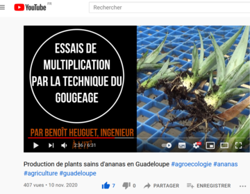 [VIDEO-TUTO] Production de plants sains d'ananas en Guadeloupe 2020