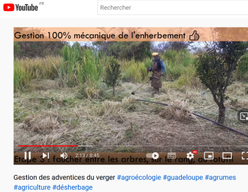 Gestion des adventices du verger #agroécologie #guadeloupe #agrumes #agriculture #désherbage