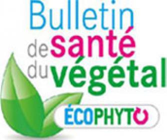 Bulletin de santé du végétal à La Réunion