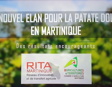 Un nouvel élan pour la culture de la Patate douce en Martinique