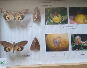 La noctuelle piqueuse