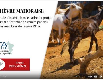 Vidéo: Action de caractérisation de la chèvre mahoraise_projet DEFI ANIMAL_2021