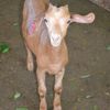 photo de Chèvre à Mayotte