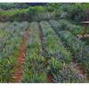 photo de Induction florale de l'ananas et développement de la filière à Mayotte - projet PEI INNOVEG