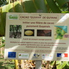 photo de GUYANE - Visite de restitution du projet Cacao Guiana (FEADER RITA 2016-18) le 22/12/2018