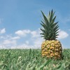photo de Retenez la date : une journée technique ananas sur la gestion agro-écologique des bio-agresseurs, 