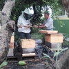 photo de SEA, un réseau de surveillance pour les abeilles