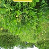 photo de Utilisation de plantes de service en Guyane - Crotalaria spectabilis sous citronnier