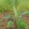 photo de Vitroplant de bananier au champ