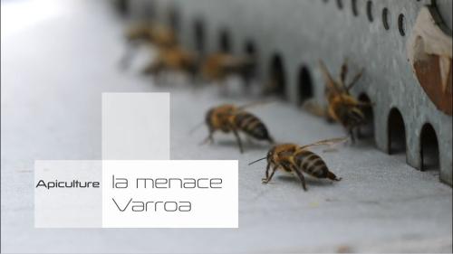 filmdesrencontresagroecodommayottereunion3_image-film-apiculture-varroa.jpg