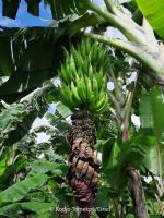 intensecoplantaindelaplantainagroecologiqu2_variete-de-plantain-banane-blanche-creole-kodjo-copyright.jpg